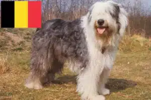 Read more about the article Hodowcy i szczenięta rasy bobtail w Belgia