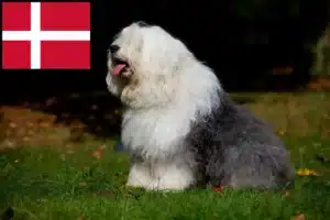 Read more about the article Hodowcy i szczenięta rasy bobtail w Dania