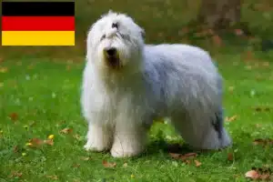 Read more about the article Hodowcy i szczenięta rasy Bobtail w Niemcy