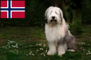 Read more about the article Hodowcy i szczenięta rasy bobtail w Norwegia