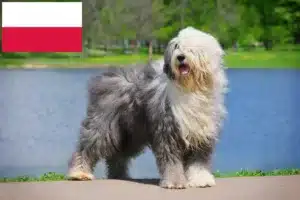 Read more about the article Bobtail hodowcy i szczenięta w Polska