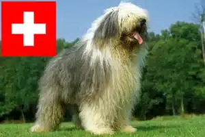 Read more about the article Hodowcy i szczenięta rasy Bobtail w Szwajcaria