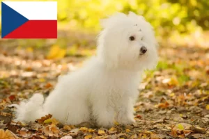 Read more about the article Hodowcy bolończyków i szczenięta w Czechy