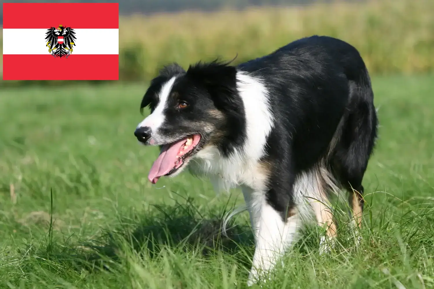 Border collie szczenięta i hodowcy Austria Tutaj znajdziesz hodowców rasy Border collie w Austria.