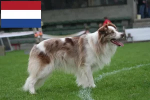 Read more about the article Hodowcy i szczenięta Border collie w Holandia
