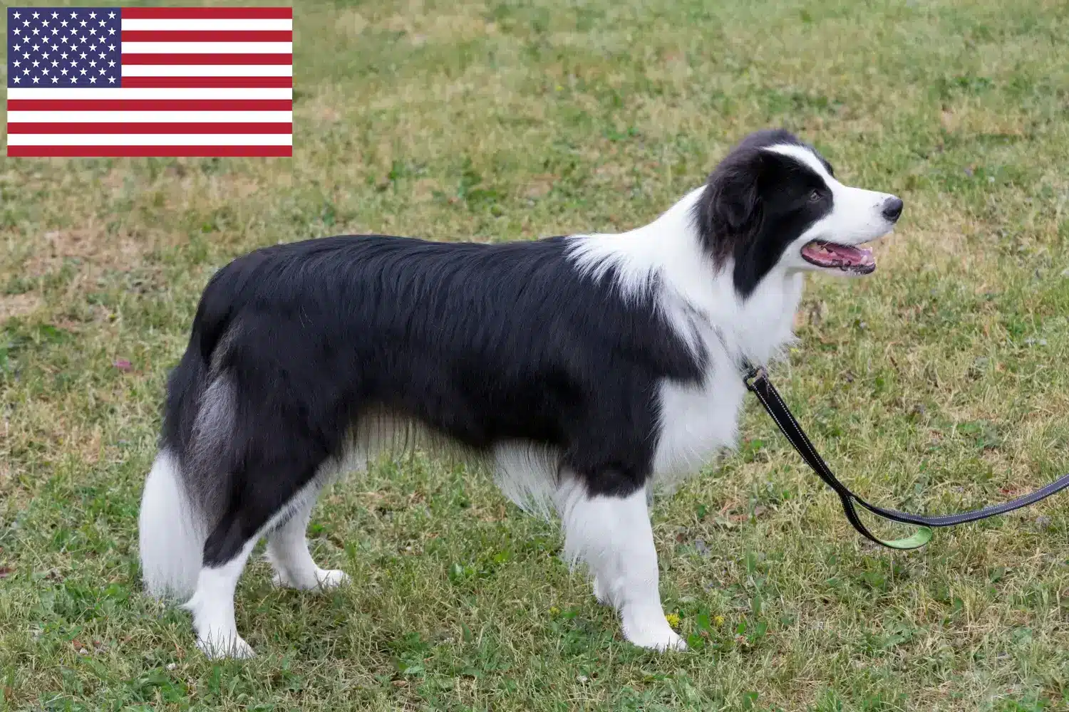 Read more about the article Border collie hodowcy i szczenięta w USA