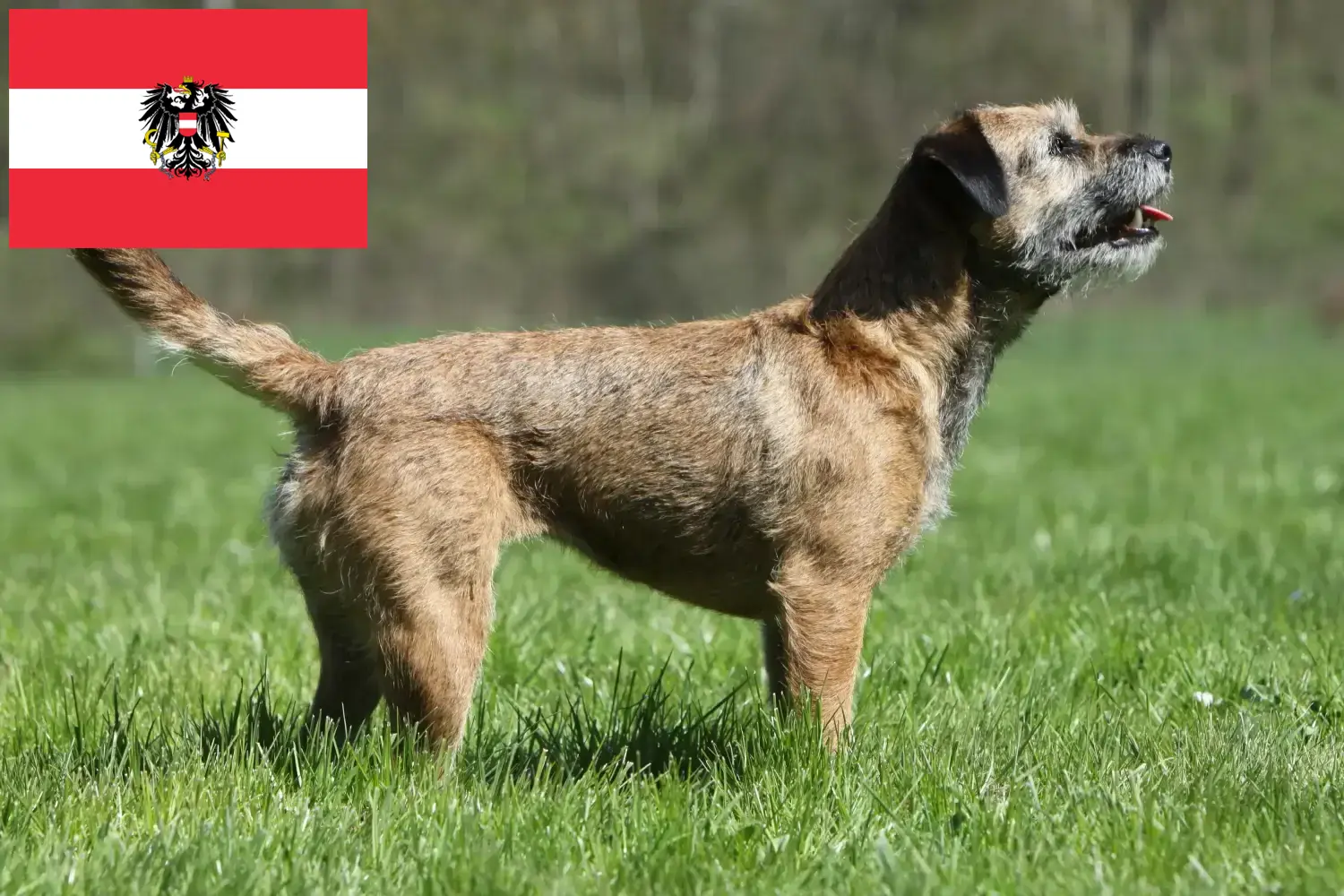 Border terrier szczenięta i hodowcy Austria Tutaj znajdziesz hodowców rasy Border terrier w Austria.