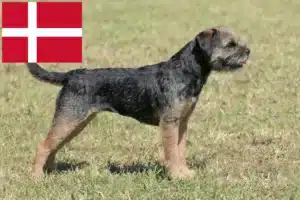 Read more about the article Border terrier hodowcy i szczenięta w Dania