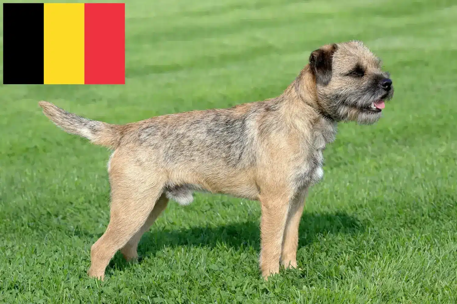 Border terrier szczenięta i hodowcy Belgia Znajdź hodowców border terrierów w Belgia.