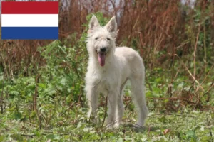 Read more about the article Hodowcy i szczenięta Bouvier des Ardennes w Holandia