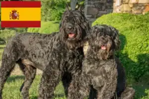 Read more about the article Hodowcy i szczenięta Bouvier des Flandres w Hiszpania
