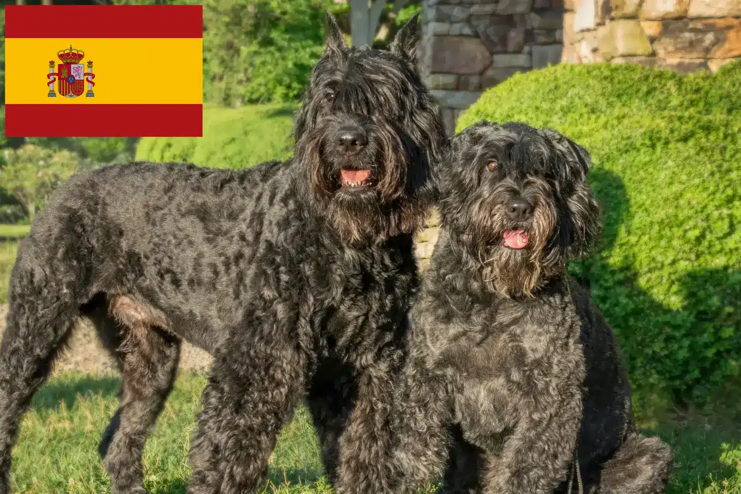 Bouvier des Flandres szczenięta i hodowcy Hiszpania Tutaj znajdziesz hodowców rasy Bouvier des Flandres w Hiszpania.