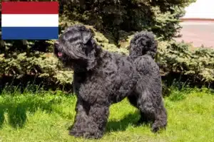 Read more about the article Hodowcy i szczenięta Bouvier des Flandres w Holandia