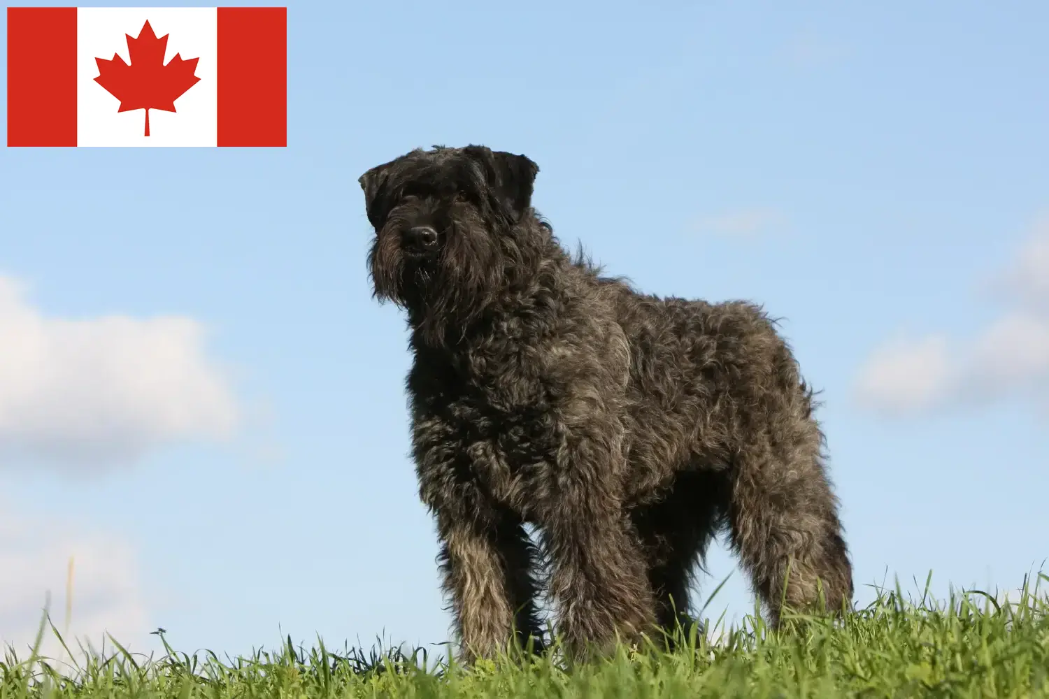 Bouvier des Flandres szczenięta i hodowcy Kanada Tutaj znajdziesz hodowców rasy Bouvier des Flandres w Kanada.