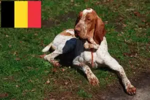 Read more about the article Bracco Italiano hodowcy i szczenięta w Belgia