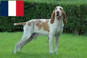 Read more about the article Bracco Italiano hodowcy i szczenięta w Francja