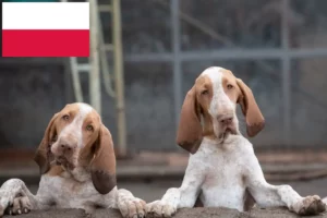 Read more about the article Bracco Italiano hodowcy i szczenięta w Polska