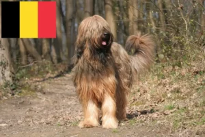 Read more about the article Hodowcy i szczenięta Briard w Belgia