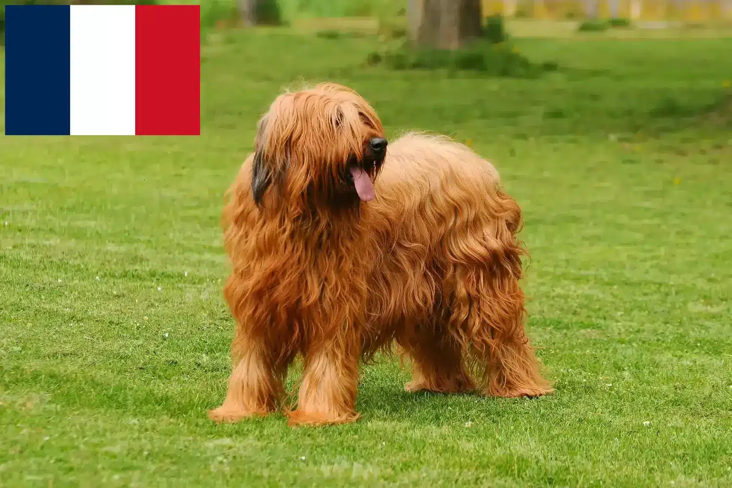 Briard szczenięta i hodowcy Francja Tutaj znajdziesz hodowców rasy Briard w Francja.