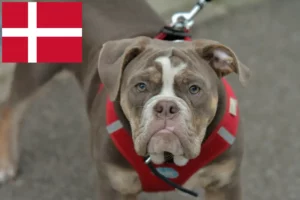 Read more about the article Hodowcy i szczenięta Buldog staroangielski w Dania