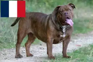Read more about the article Hodowcy i szczenięta Buldog angielski staroangielski w Francja
