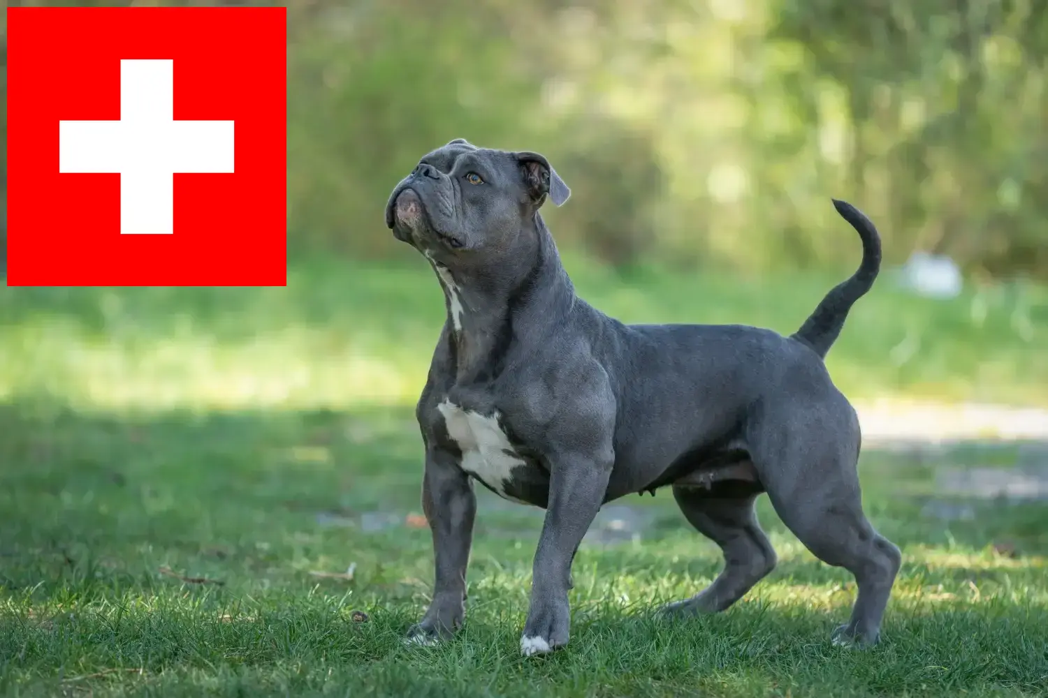 Buldog staroangielski szczenięta i hodowcy Szwajcaria Tutaj znajdziesz hodowców rasy Buldog staroangielski w Szwajcaria.