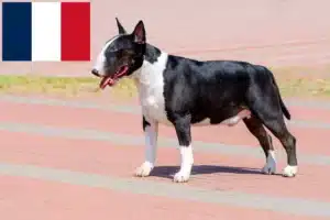 Read more about the article Hodowcy i szczenięta bull terrier w Francja