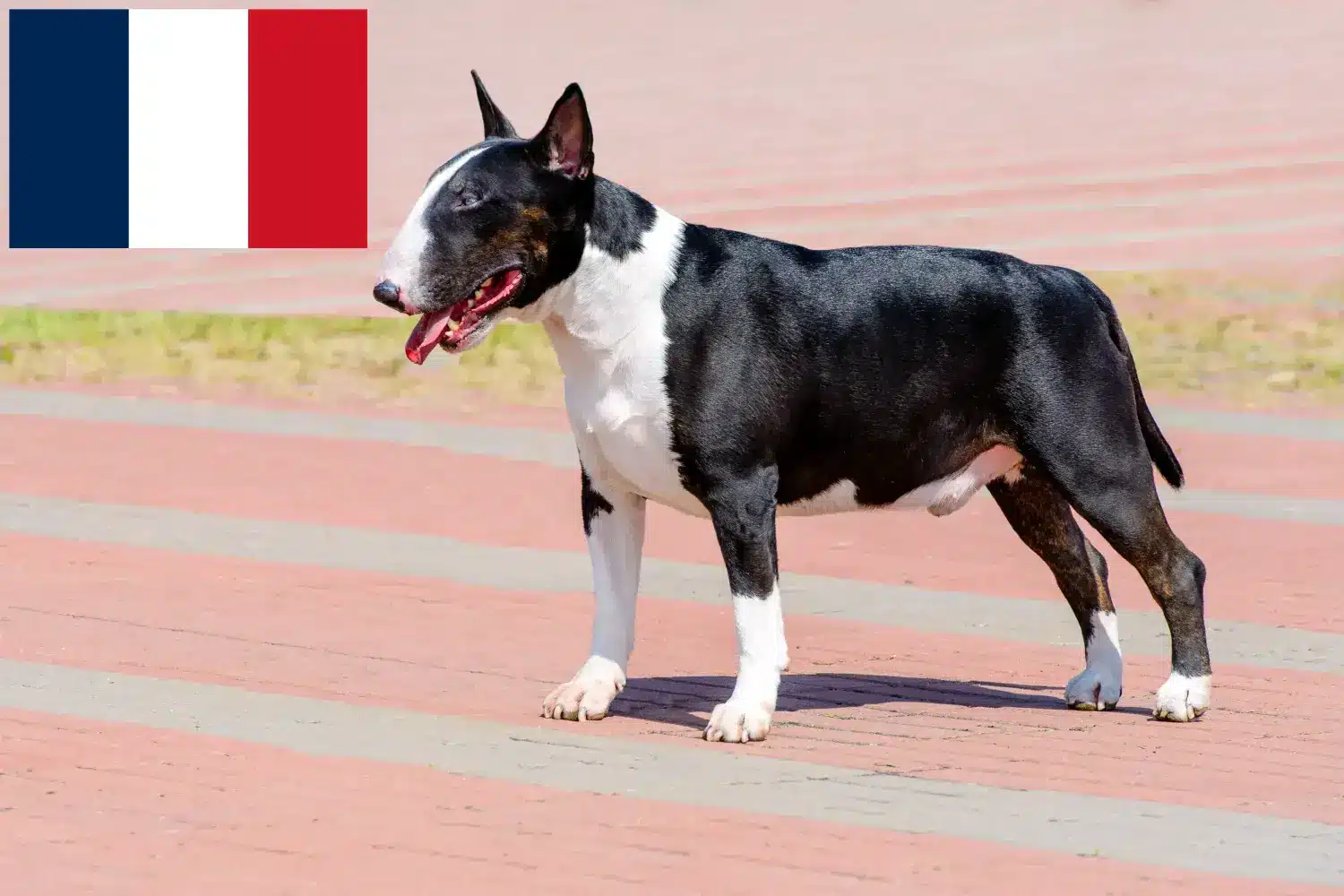 Bull terier szczenięta i hodowcy Francja Tutaj znajdziesz hodowców rasy Bull terrier w Francja.