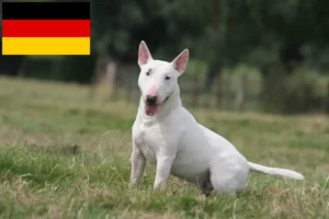 Read more about the article Hodowcy i szczenięta bull terrier w Niemcy