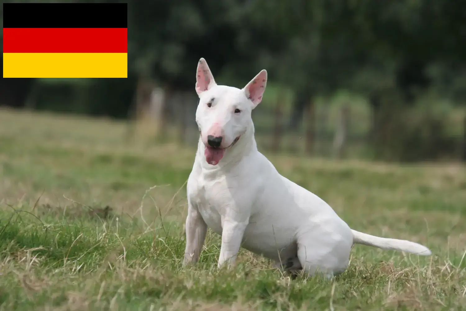 Read more about the article Hodowcy i szczenięta bull terrier w Niemcy