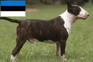 Read more about the article Hodowcy i szczenięta bull terrier w Estonia