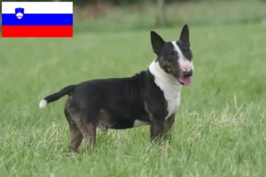 Read more about the article Hodowcy i szczenięta bull terrier w Słowenia