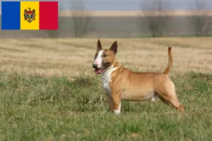 Read more about the article Hodowcy i szczenięta bull terrier w Mołdawia