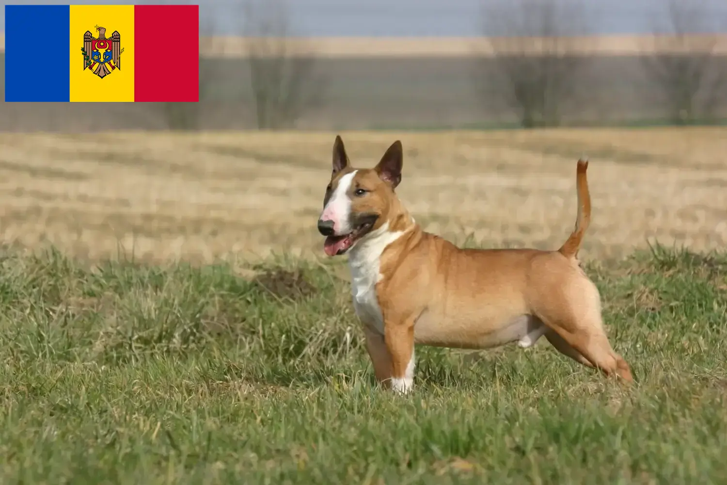 Bull terier szczenięta i hodowcy Republika Mołdawii Znajdź hodowców bull terierów w Republika Mołdawii.