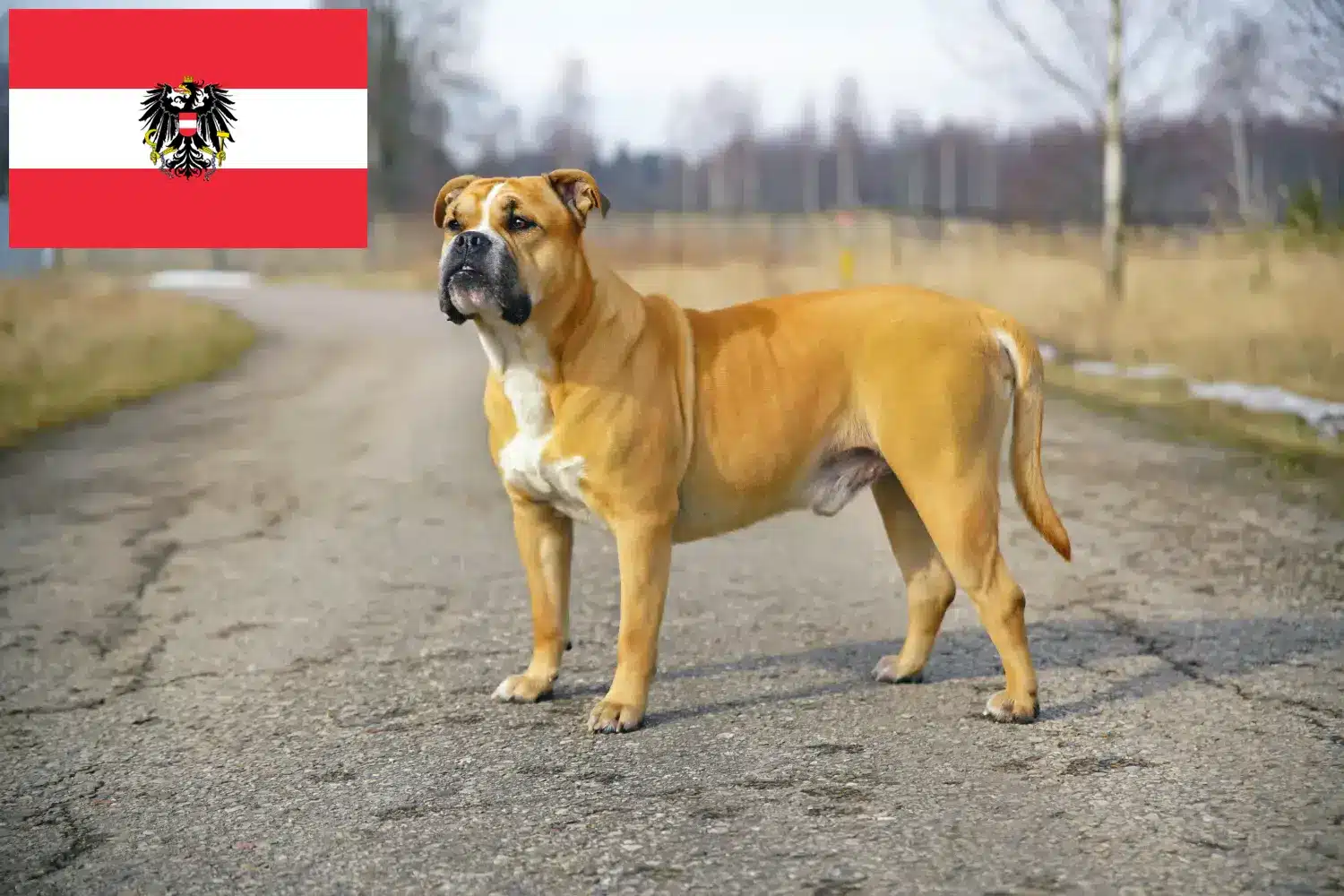 Ca de Bou szczenięta i hodowcy Austria Tutaj znajdziesz hodowców rasy Ca de Bous w Austria.