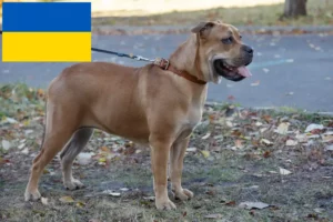 Read more about the article Ca de Bou hodowcy i szczenięta w Ukraina