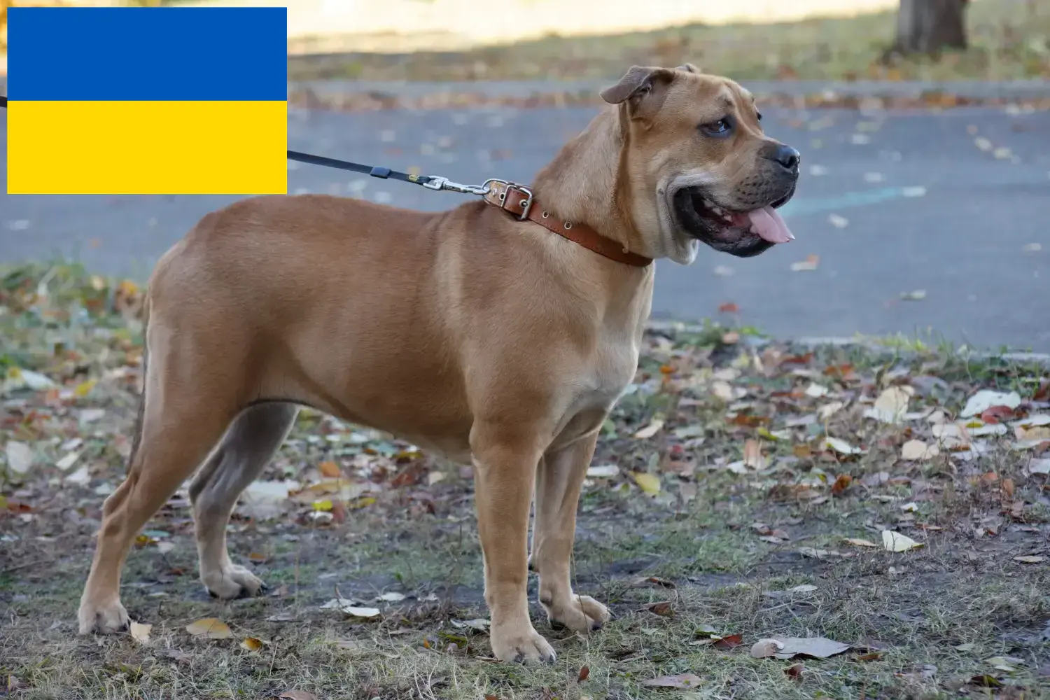 Ca de Bou szczenięta i hodowcy Ukraina Tutaj można znaleźć hodowców Ca de Bous w Ukraina.
