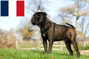 Read more about the article Cane corso włoski hodowcy i szczenięta w Francja
