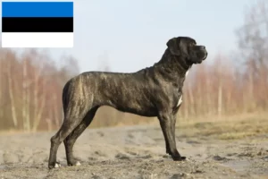 Read more about the article Cane corso włoski hodowcy i szczenięta w Estonia