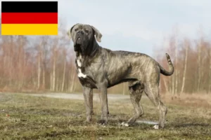 Read more about the article Cane corso włoski hodowcy i szczenięta w Niemcy