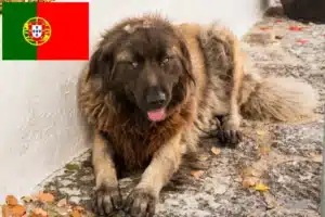 Read more about the article Cão Da Serra Da Estrela hodowcy i szczenięta w Portugalia
