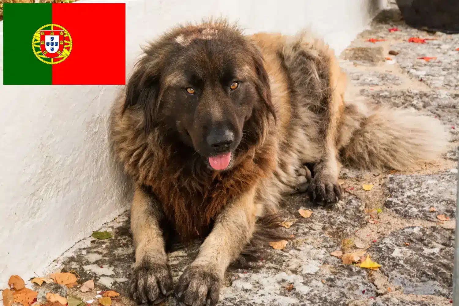 Cão Da Serra Da Estrela szczenięta i hodowcy Portugalia Tutaj można znaleźć hodowców Cão Da Serra Da Estrelas w Portugalia.