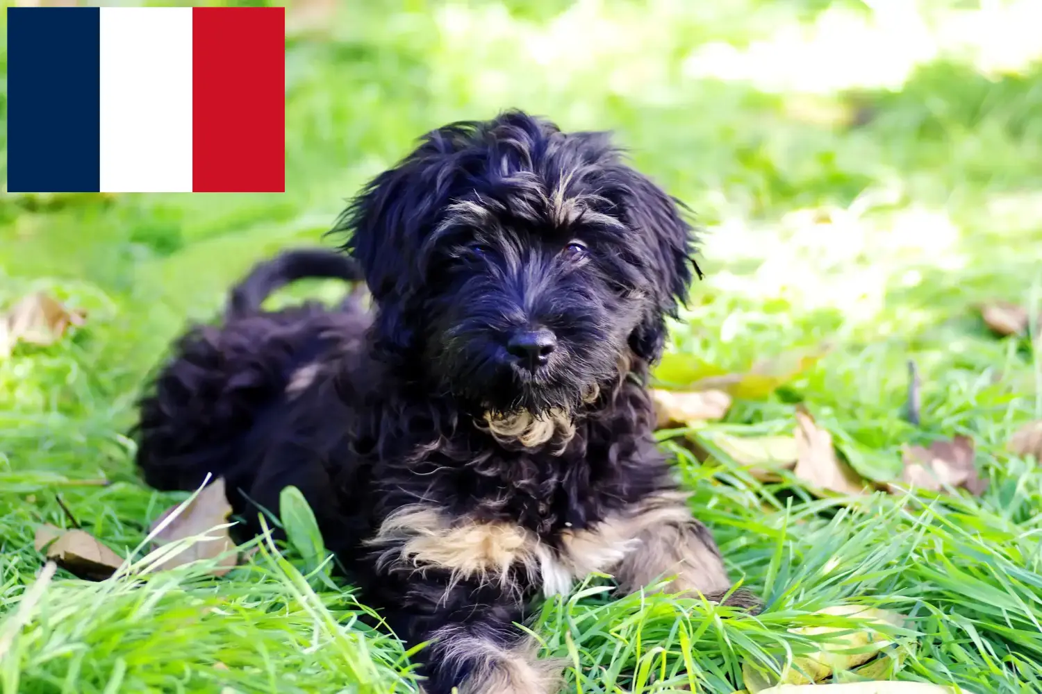 Cão da Serra de Aires szczenięta i hodowcy Francja Tutaj można znaleźć hodowców Cão da Serra de Aires w Francja.