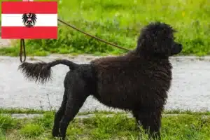 Read more about the article Cão de Agua portugalski hodowcy i szczenięta w Austria