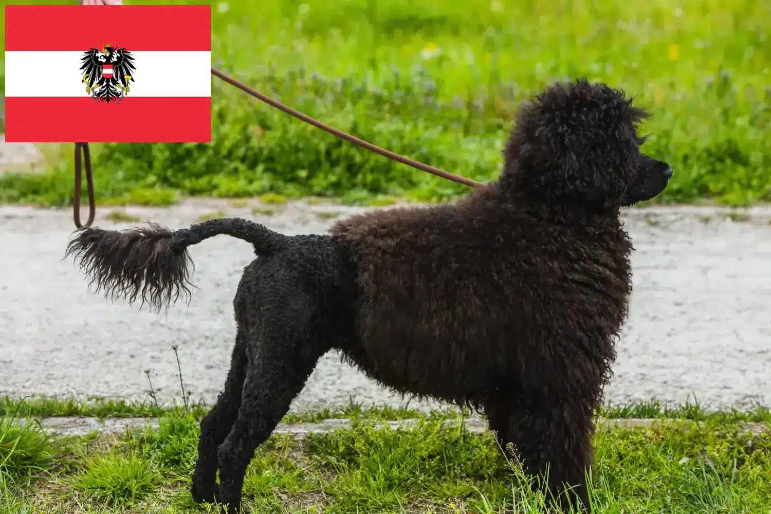 Cão de Agua portugalskie szczenięta i hodowcy Austria Tutaj można znaleźć hodowców Cão de Agua português w Austria.