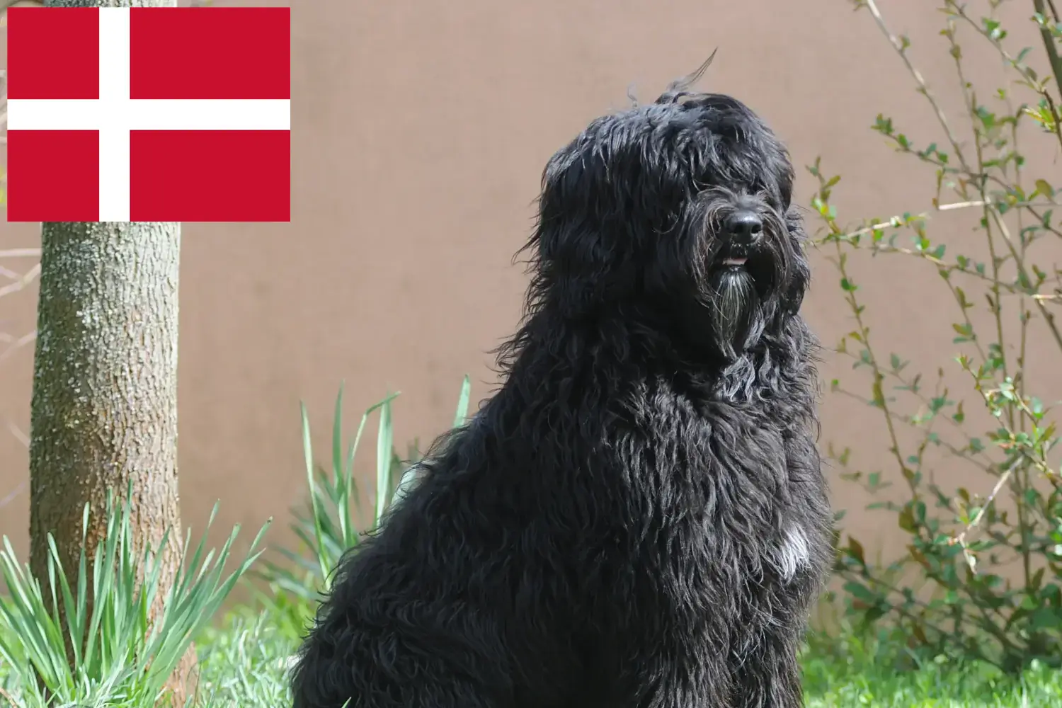 Cão de Agua portugalskie szczenięta i hodowcy Dania Tutaj można znaleźć hodowców Cão de Agua português w Dania.