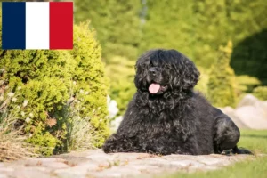 Read more about the article Cão de Agua portugalski hodowcy i szczenięta w Francja
