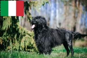 Read more about the article Cão de Agua portugalski hodowcy i szczenięta w Włochy
