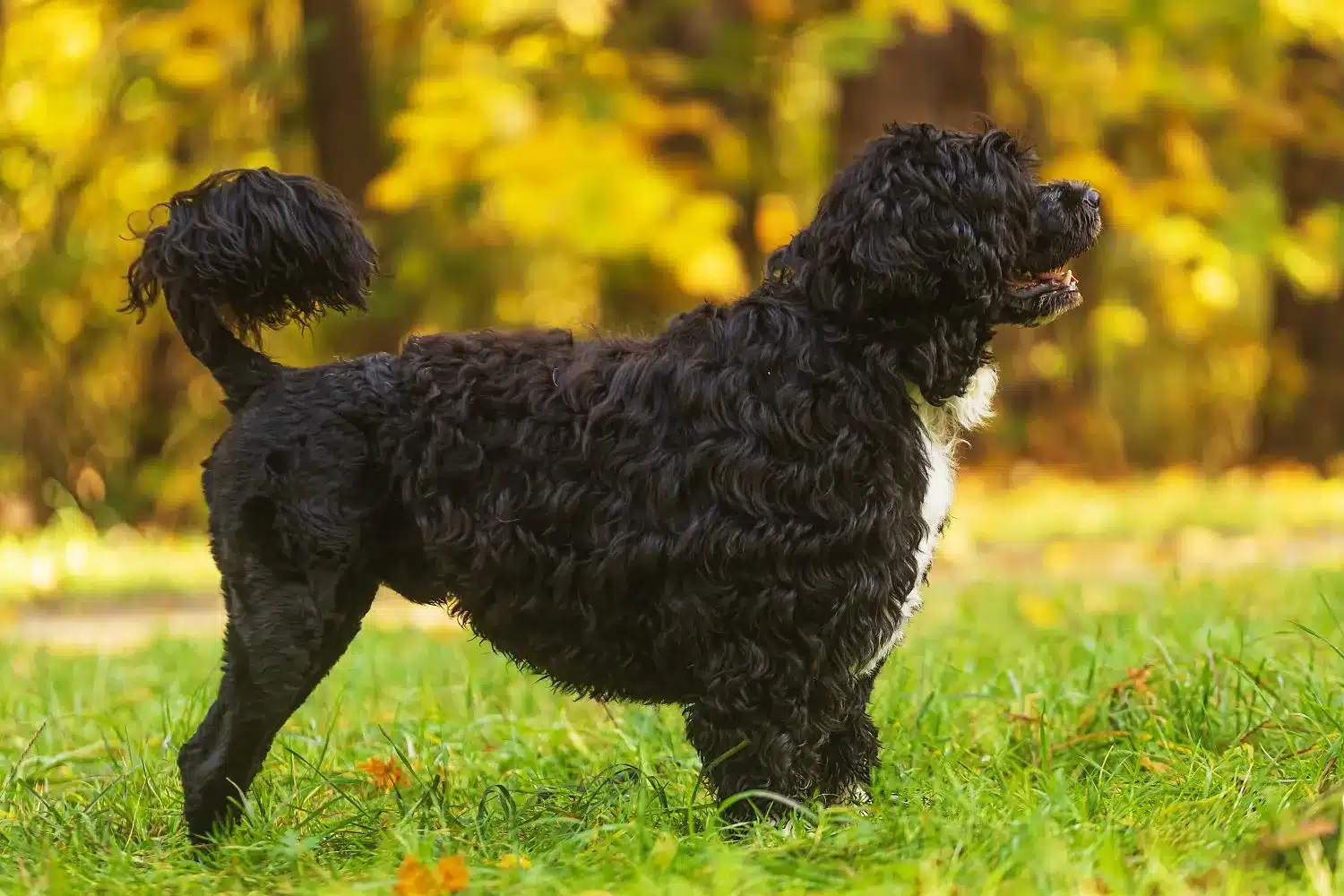Cão de Agua portugalskie szczenięta i hodowcy Znajdź hodowców Cão de Agua português near you.