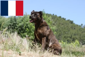 Read more about the article Cão Fila de São Miguel hodowcy i szczenięta w Francja
